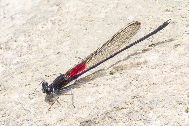 Hetaerina majuscula (Purplish Rubyspot) male-4.jpg
